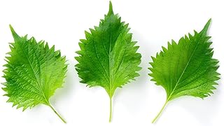 100 pcs Perilla Seeds (Perilla frutescens) Indoor Outdoor Potted Plants Perilla Leaves Seeds Non-GMO Seeds Indoor Outdoor Potted Plants Plants Clean The Air Potted Vegetable Seeds