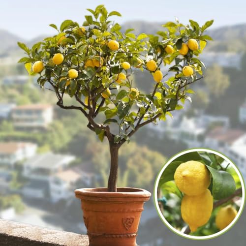 Image of Thai All Time Lemon SeedLess Lemoon Plant Nimbu Plant Hybrid Lemon tree Plant Black Pot