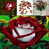 New 100pcs/Bag Red & White Osiria Ruby Rose Flower Seeds Home Garden Plant