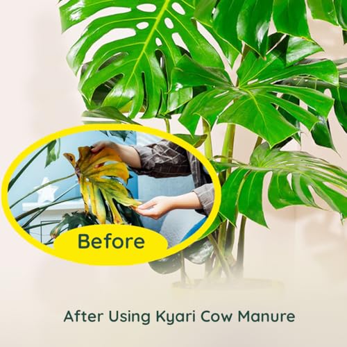 Image of Kyari Cow Dung Manure 1kg for Plants - Organic Gobar Khad Fertilizer