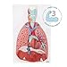 Axis Scientific 3/4 Life-Size Human Lung and Respiratory System Model - 7 Removable Parts Includes 2-Part Heart, Detachable Larynx, and Full Color Product Manual