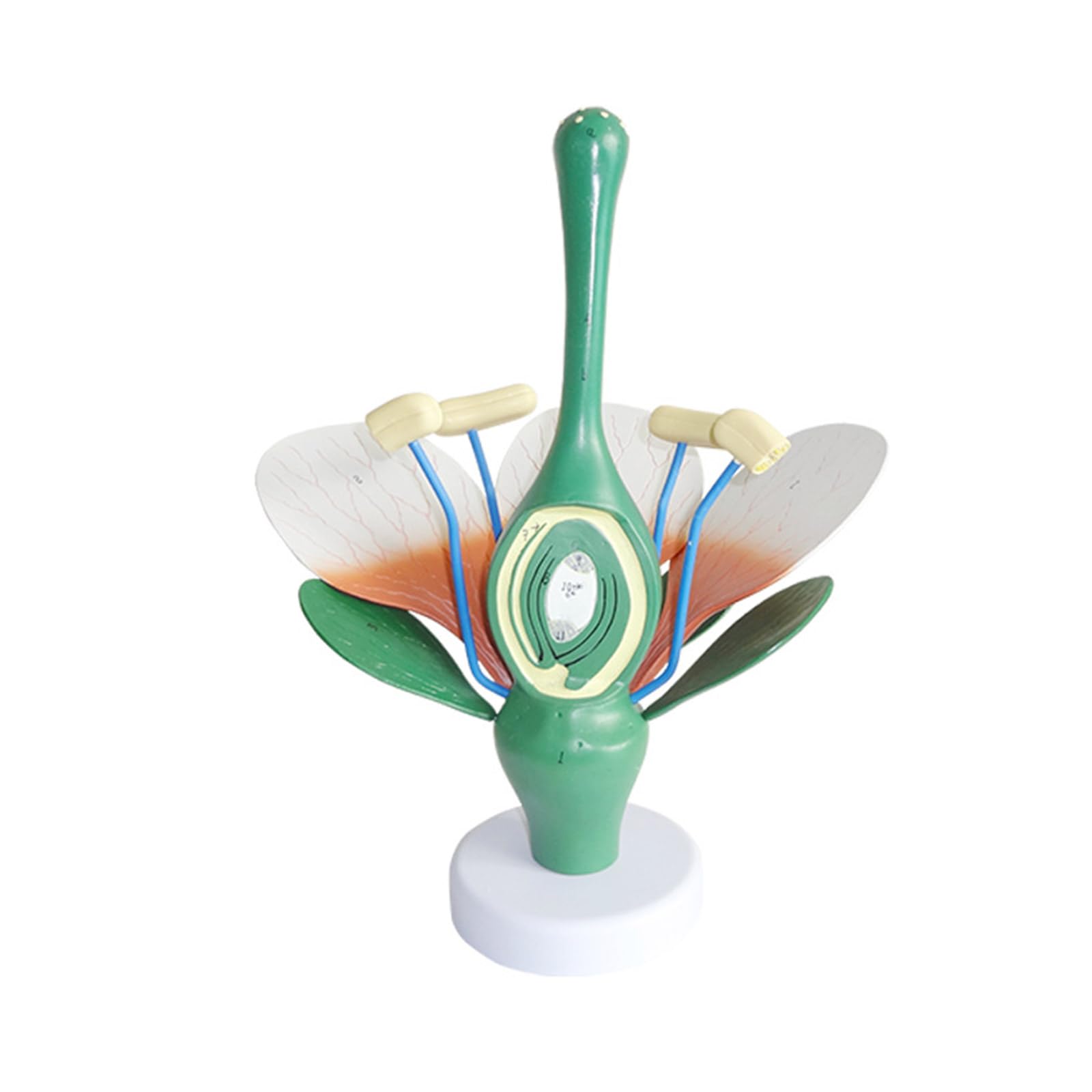 Ljmyy Anatomical Flower Leaves and Stamens Model, Realistic Plant Leaves Stamens Anatomy Model Biology Teaching