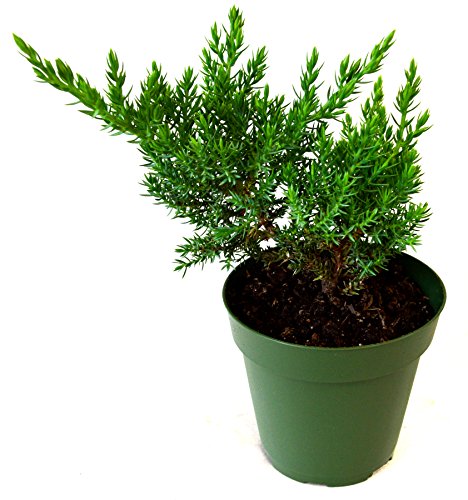 9Greenbox IT-OUU-15-55 Juniper Procumbens Nana Bonsai Starter Plant,3 Pound thumb #1