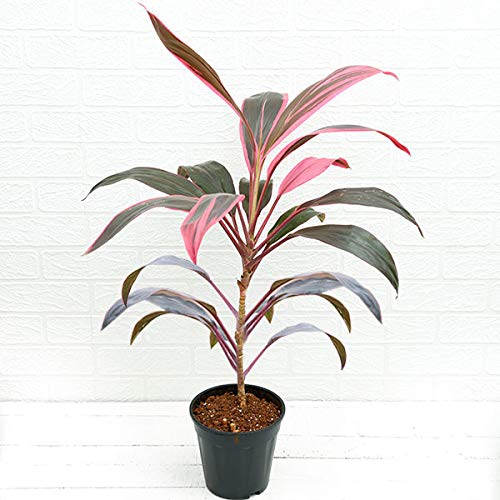 Vixenssell Dracaena home decor live indoor plant with pot (B0BHDQ3TGB) Amazon Price History, Amazon Price Tracker