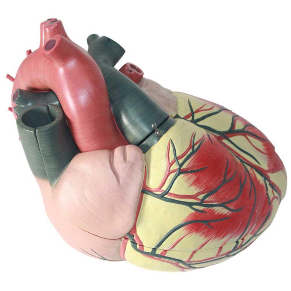 Modèle pédagogique cœur humain 5X grand format pour démonstration anatomie