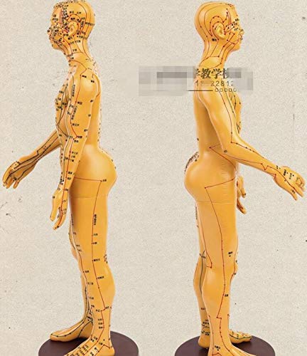 WellieSTR 1 Piece Male Acupuncture Model Male Model Human Body Acupuncture Model Male Meridians Model 20inch (Brown Color)