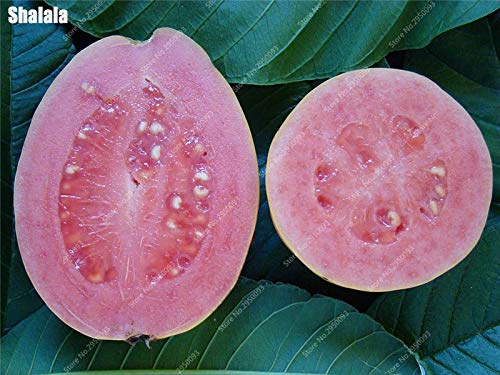 100 Graines De Goyave Fraîches – Pour Cultiver Votre Propre Goyavier (graines Seulement, Couleur Rose)