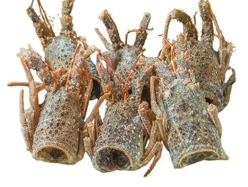 ys꒼szGr@uX^[CVwbhiɐCVjAJق@0.9-1.1kgʁyⓀz384723