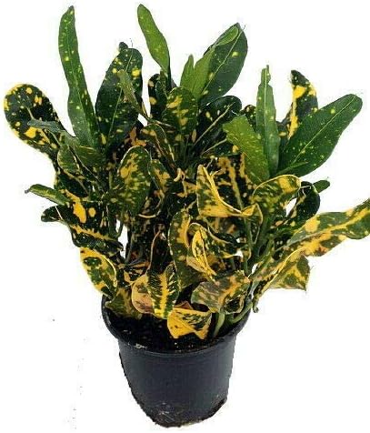 Croton Banana - Planta viva en una maceta de 4 pulgadas - Codiaeum Variegatum 'Banana' - Hermosa planta de interior de aire limpio