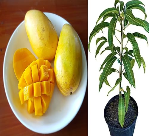 Image of Grafted Live Manila Mango Plant 2-3 Feet Tall | Hybrid All Season Mango