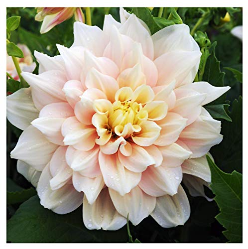 Break Out Dahlia - 5 Gallon Size Bare Root Tuber