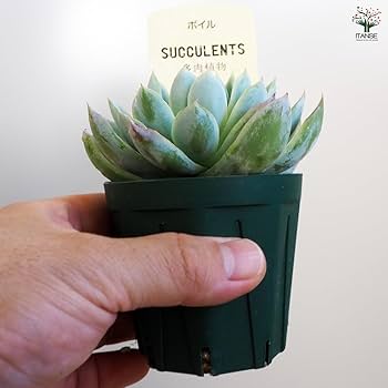 Amazon｜ITANSE 多肉植物 ボイル 2.5号 1個売り【品種で