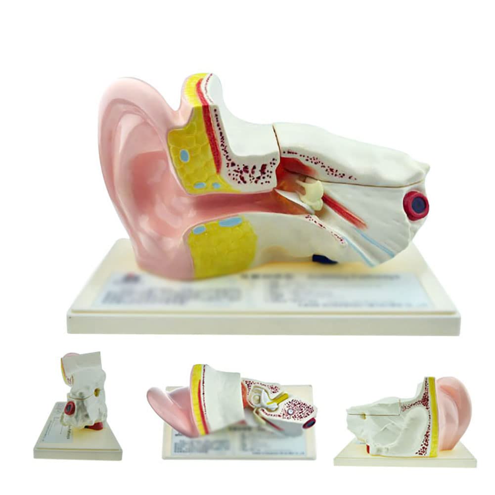 Model dydaktyczny, model anatomii narządów ludzkich, 5-krotny rozmiar życia model ucha ludzkiego naukowego anatomii materiały dydaktyczne anatomiczny wyświetlacz do nauki, profesjonalne materiały