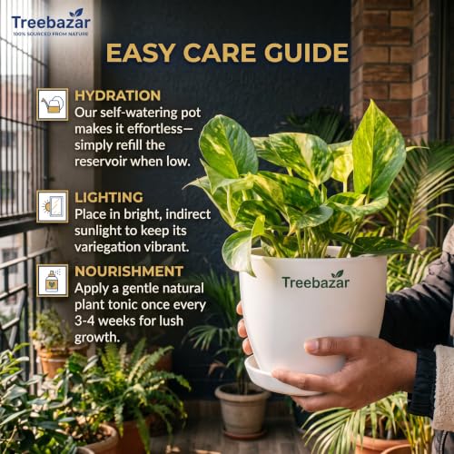 Image of Treebazar Live Money Plant Golden Pothos
