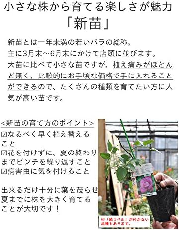 Amazon Co Jp バラ苗 アプリコットスカイ 国産新苗4号鉢 つるバラ Cl 四季咲き中輪 オレンジ系 イタリア ローズバルニ Diy 工具 ガーデン