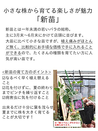 Amazon.co.jp: バラ苗 【ニューウェーブ】 (新苗) ハイブリッドティー