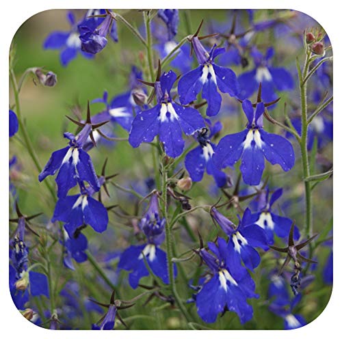 Lobelia Richardii Blue Cutting Raised Basket Plug Plants x 5 Perennial Baskets