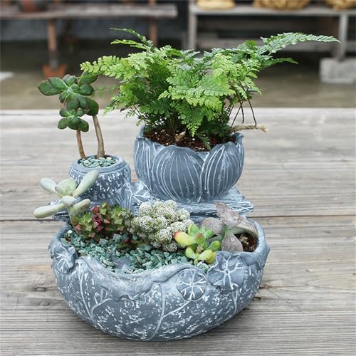 Pot de fleurs succulentes pour votre décoration intérieure - 3