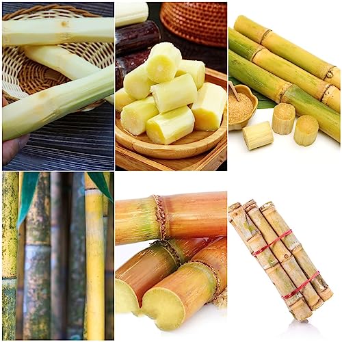 350 piezas semillas de caña de azúcar - enrejado de frutas regalos inusuales, Saccharum...