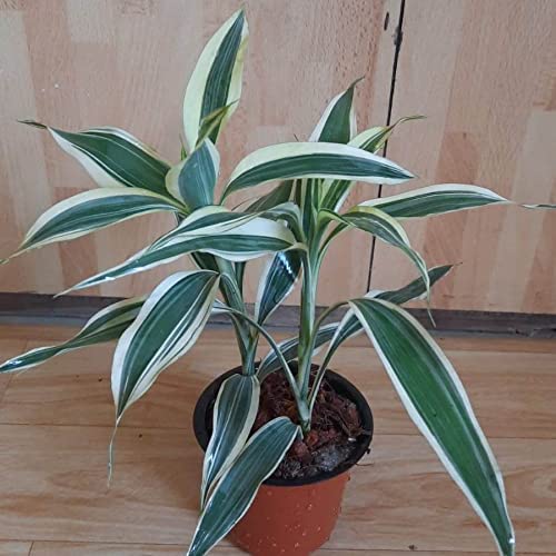 Garden Nature Care Live Lucky Bamboo Plant white variegated for Indoor plants with pot For Office Table Home Decor Good Indoor Plant/Tree With Pot Gifting Purpose Healthy Plant (Pack of 1)