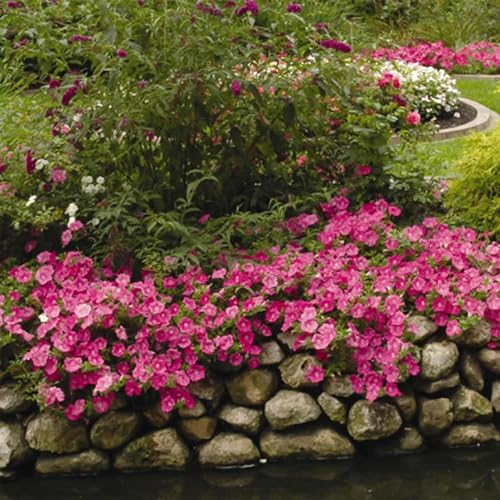 Easy Wave Series Petunia Pink Color ~50 Seeds – Trailing Annual – Non-GMO, Pelleted – 98-105...