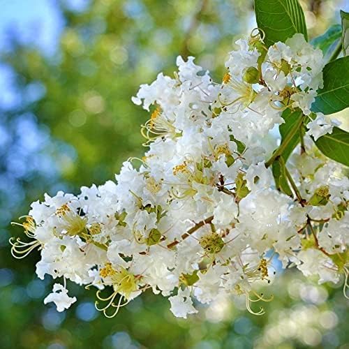 Green Earth Nursery Lagerstroemia Furush Flower Plant Kagoj Ful Live Healthy Speciosa Original Variety Greenworld Special Myrtle Furush Greencaart Ready Blooming Nursery Grow Bag 4 to 8 Month (White)