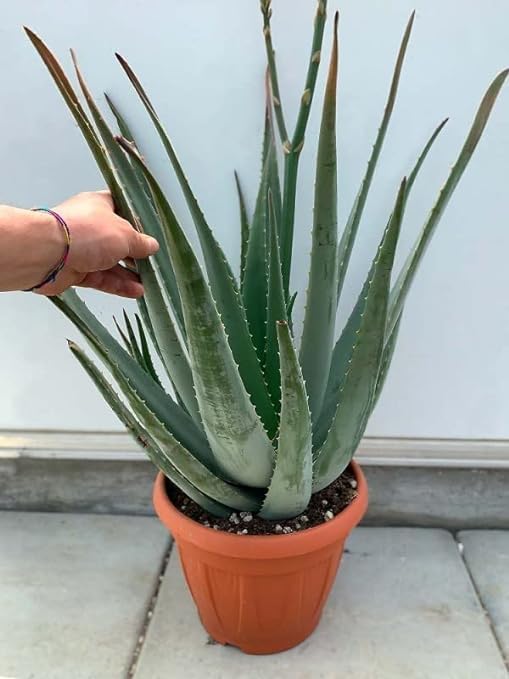Matri Bhumi Aloe Vera Plant Medicinal Natural Live for Indoor Outdoor garden Home Decor Living Room Desk (Pack of 1) (B0CJ5M8DL9) Amazon Price History, Amazon Price Tracker
