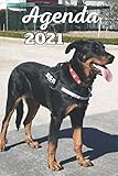 chien bas rouge a vendre  Agenda 2021 Berger Beauceron - Berger de Beauce - Bas-Rouge – Chien: Agenda 2021 semainier, planificateur, objectifs, répertoire, rendez-vous, idée cadeaux