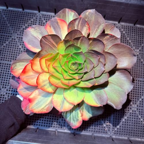 観葉植物 アエオニウム」の人気商品一覧 | 安い商品を通販サイトから