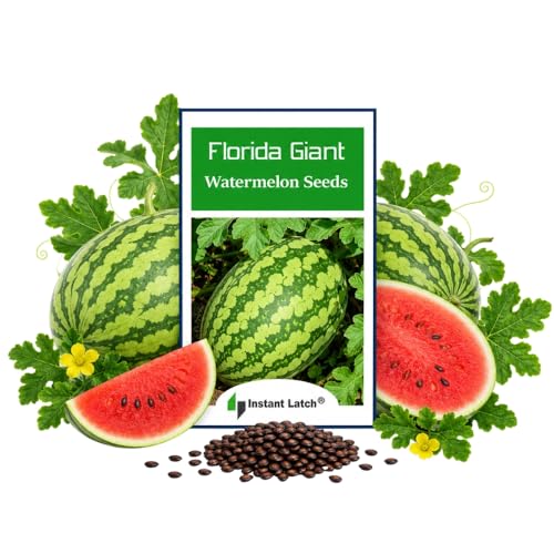 Instant Latch 25 Florida Giant Watermelon Seeds | Non-GMO | Heirloom | Fresh Garden Seeds