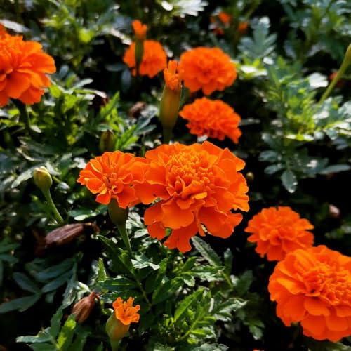 Semi di calendula resistente - esterno esotiche in vaso 150pcs