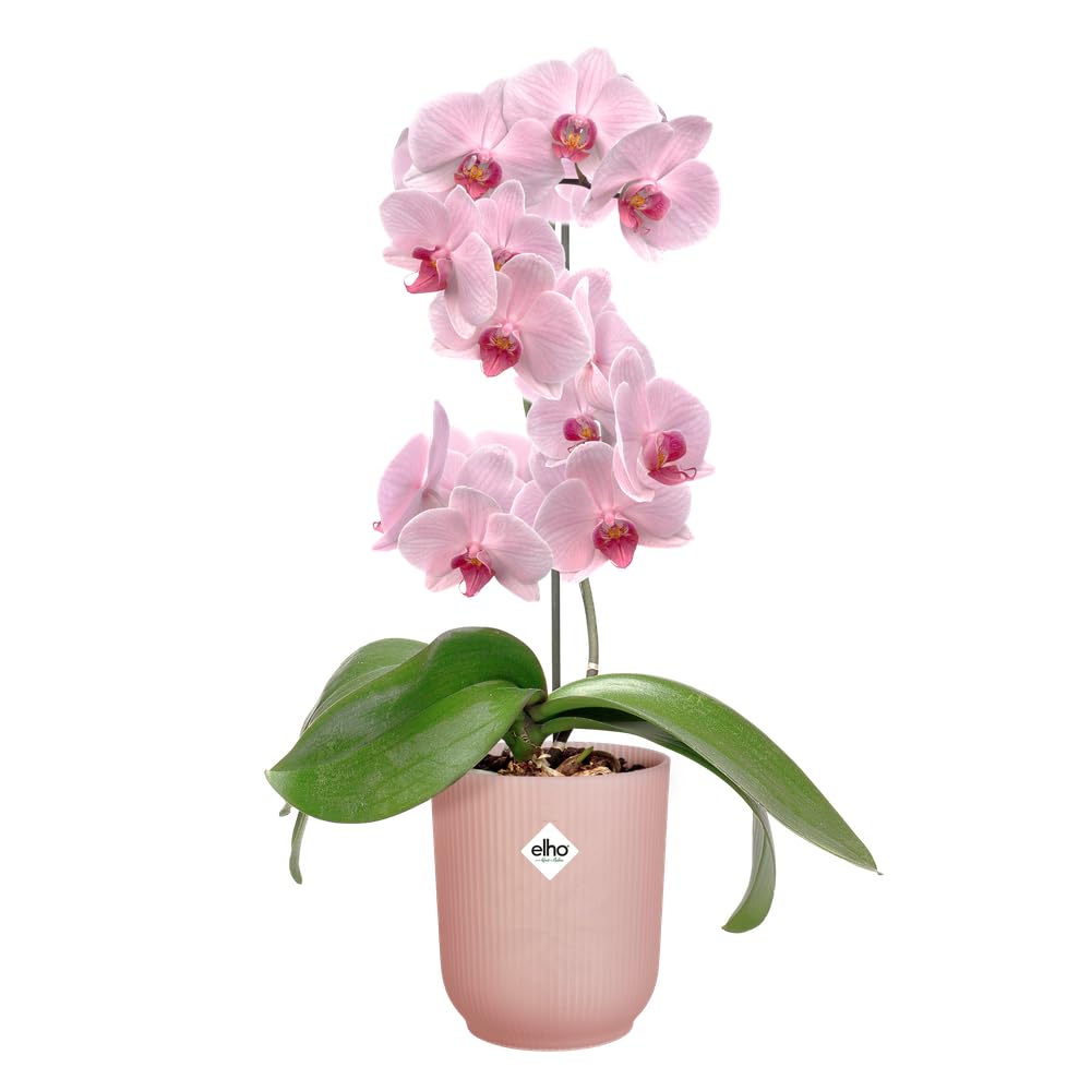 elho Vibes Fold Orchid High 12,5cm - Orchid Pot Indoor - Flower Pots Indoor - 100% Recycled Plastic - Pink/Frosted Pink - Image 3