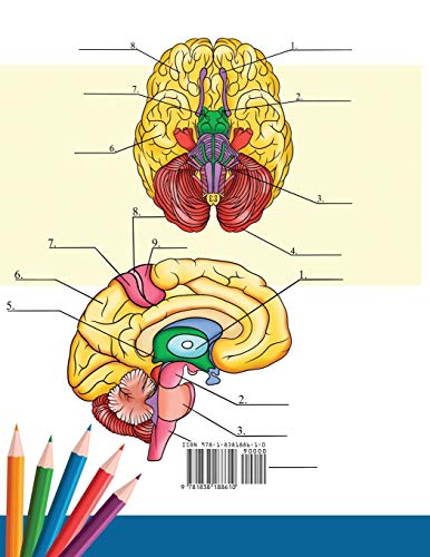 Neuroanatomy Coloring Book: Incredibly Detailed Self-Test Human Brain Coloring Book for Neuroscience | Perfect Gift for Medical School Students, Nurses, Doctors and Adults - Image 2