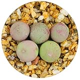 Rare Authentic Conophytum Calculus Seeds with High Germination - Freshly Harvest Premium Quality – Pack of 10 Seeds - Bonus Live Lithops + Germination Kit Included