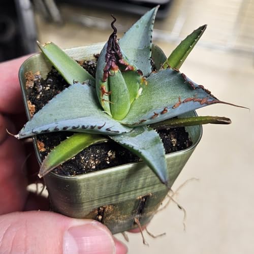 観葉植物 アガベ」の人気商品一覧 | 安い商品を通販サイトから探す