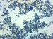 25PK Saccharomyces Cerevisiae - Prepared Microscope Slides - Classroom Pack, 25 Slides in Storage Case - Biology & Microscopy - Eisco Labs