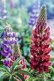  Notebook: Lupine