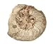 Ammonite Fossil 5 inches #17584