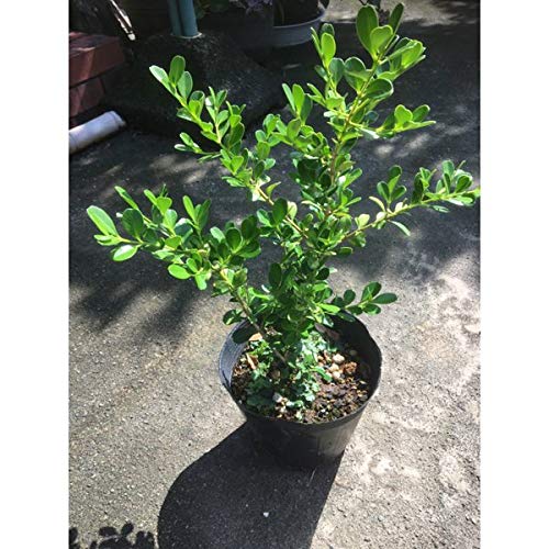 植物人形2体セット Amazon.co.jp: Whnbuij 鉢植えの芝生人形 - 成長する鉢植えの草