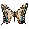 Moving Butterfly - Swallowtail