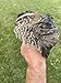 20 Large Fertile Hatching Mixed Jumbo Pharoah Coturnix,Jumbo Italian, White Quail Hatching Eggs by Fox Peak Outdoor Supply LLC.