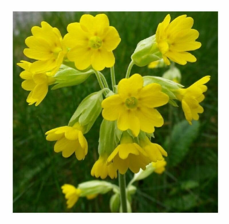 Buy4seeds Cowslip - UK Native 150 Seeds Easy to Garden Yard Patio