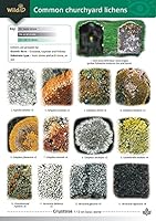 Guide To Common Churchyard Lichens 1851538941 Book Cover