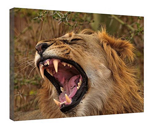 Impression sur toile lion rugissant avec cadre en bois 40x50 cm pour décoration de salon moderne