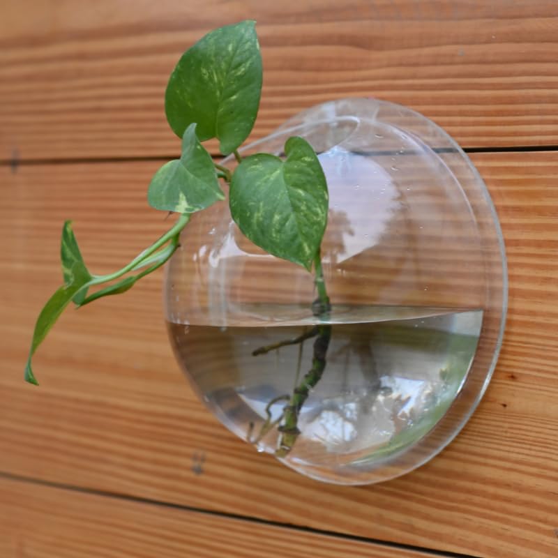 Plantlane Wall Hanging Acrylic Bowl for Air Plants/Fish Bowl/Home Decor (9 inch) (B0CVDT2FK4) Amazon Price History, Amazon Price Tracker