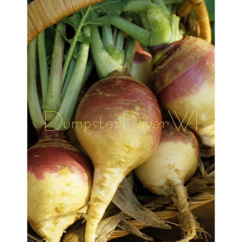 American Yellow Heirloom Sweed Viola Top Rutabaga organico oltre 100 semi di NON-OGM:Seeds