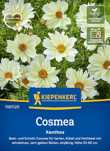 Kiepenkerl Cosmossamen Xanthos 1061120 - Beet- und Schnitt- Cosmea für Garten Kübel und Hochbeet mit zart- gelben Blüten - Wildblumensamen Blumenwiese