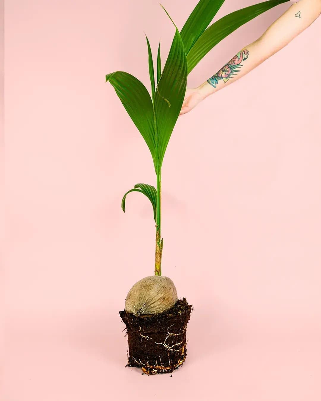 Coco Nucifera | Plantas Naturales Interior | Pur Plant