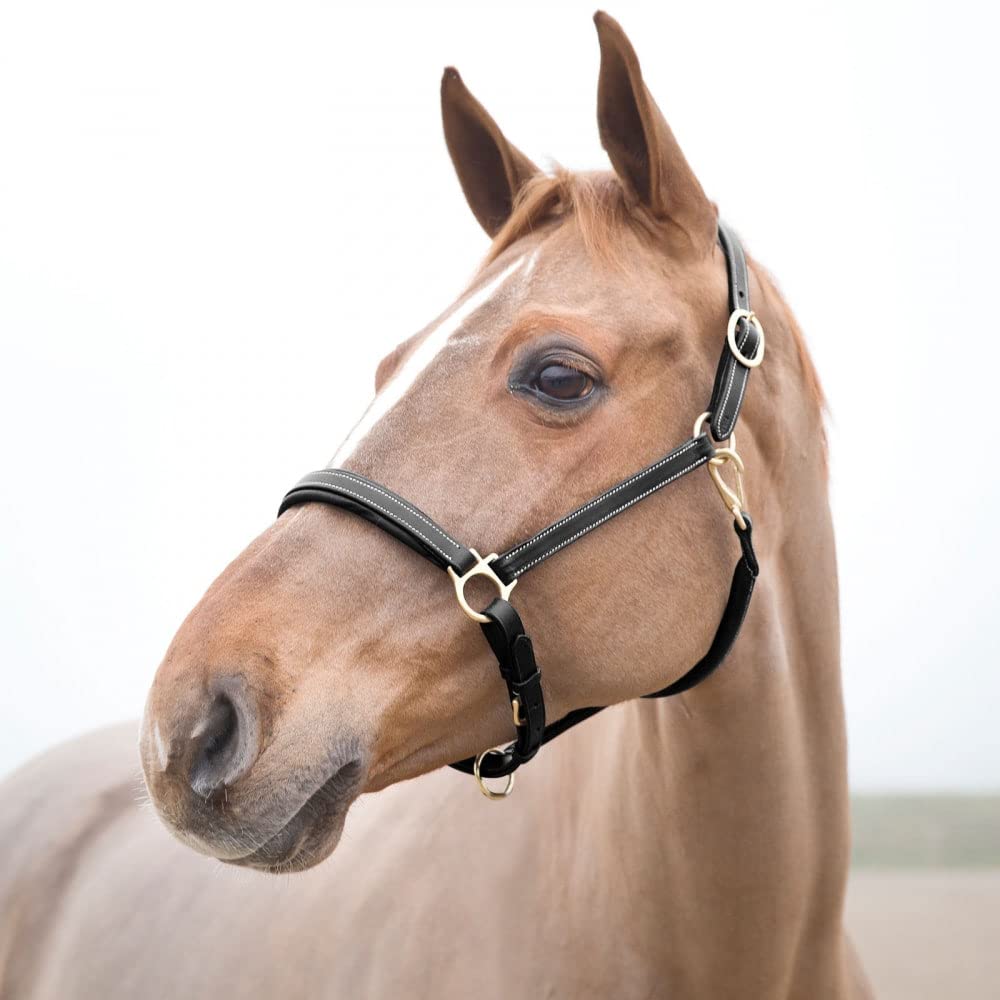 HORZE Largo Caballo de Piel auténtica | Banda Nasal Acolchada Ajustable y Corona
