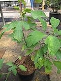 Sassafras albidum - Fenchelholzbaum-Nelkenzimtbaum-Fieberbaum